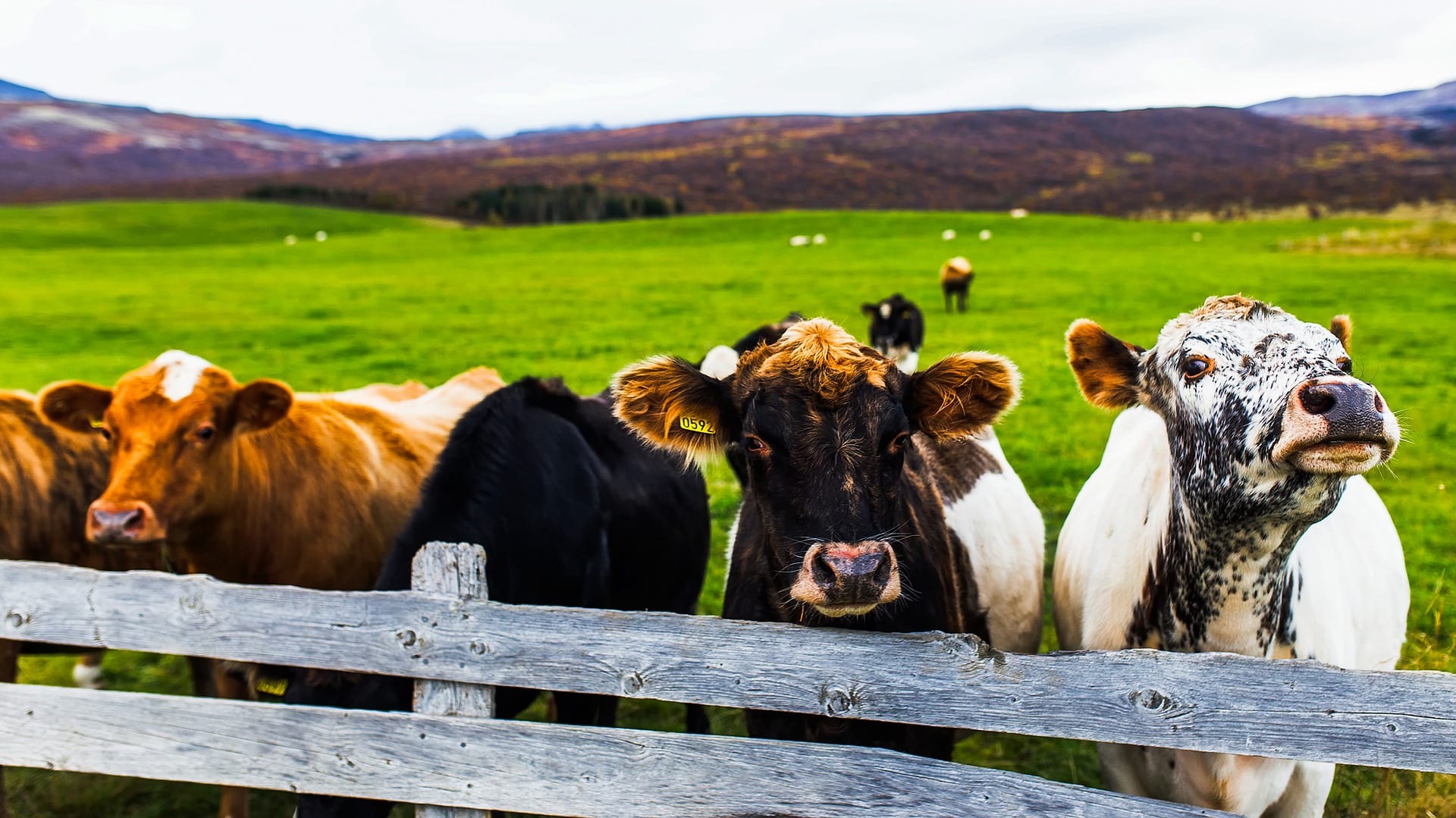 Farm Visit Minibus Tour | Free Ice cream