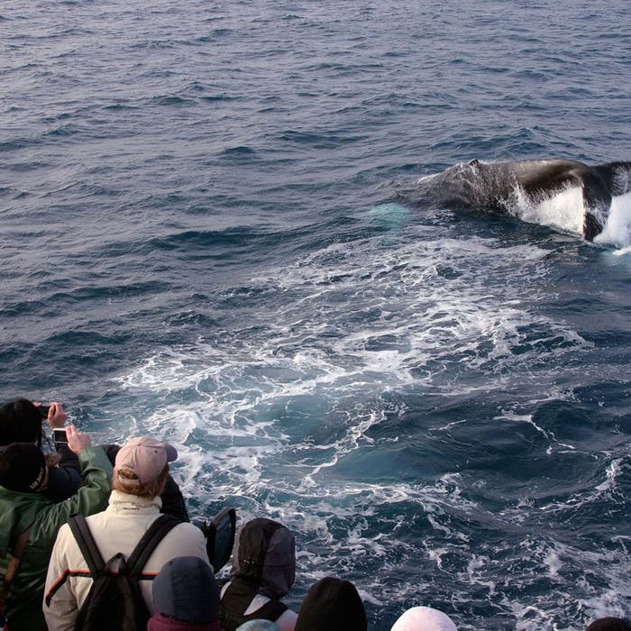 Whale Watching and Golden Circle