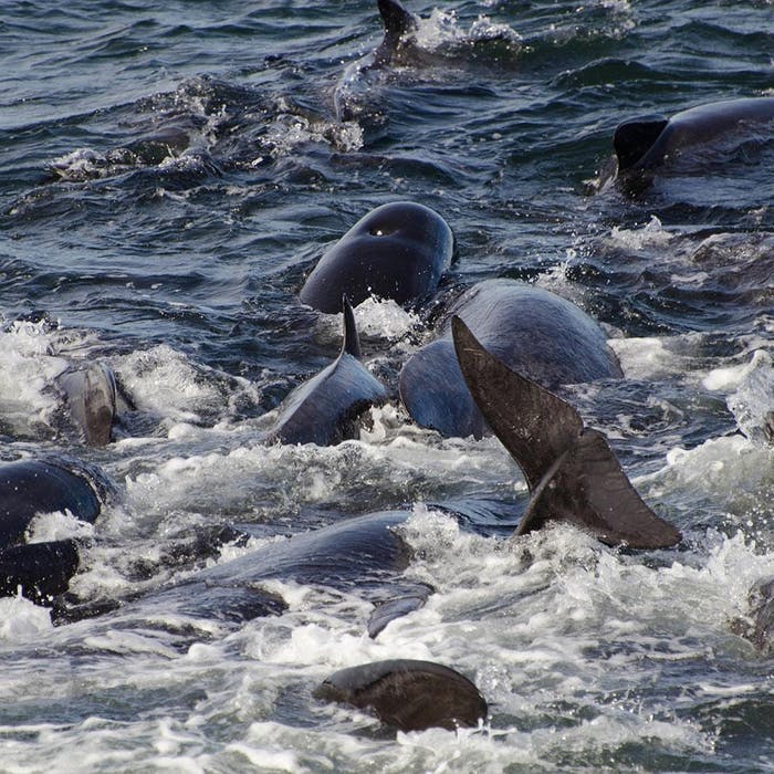 Whale Watching and Golden Circle
